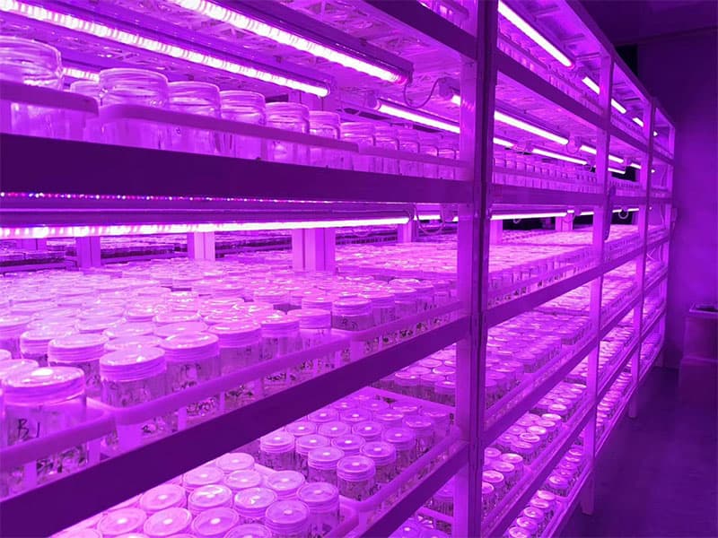 粉色APP导航官网入口