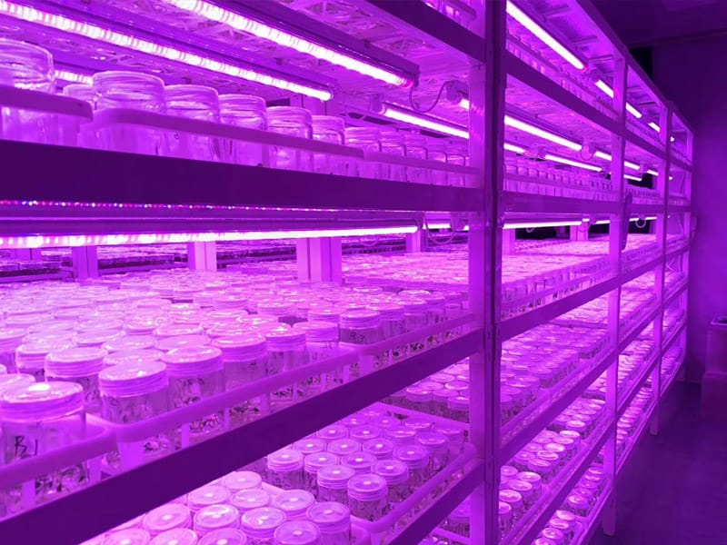 粉色APP导航官网入口  粉色APP导航官网入口架