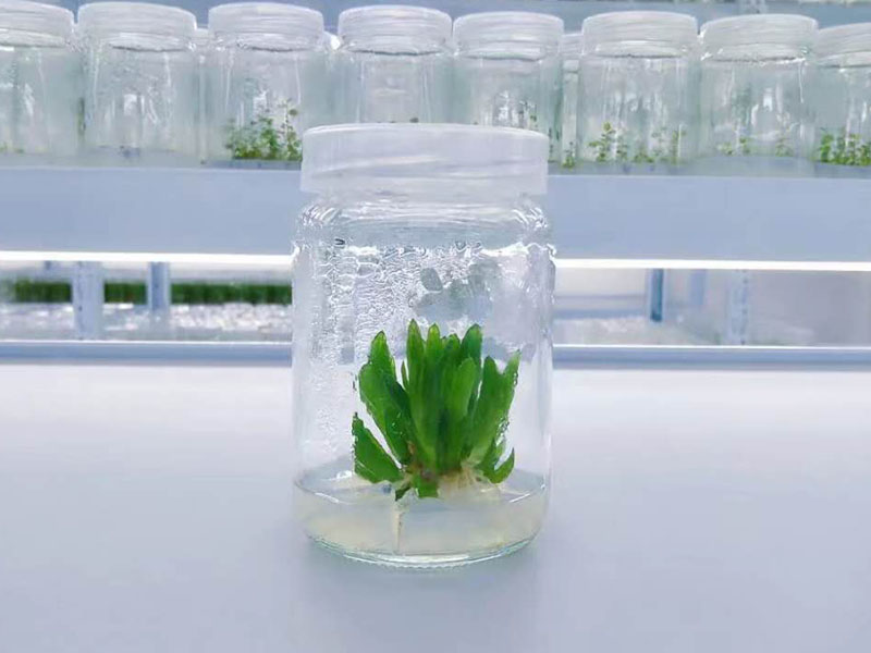 粉色APP导航官网入口瓶
