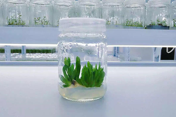 植物粉色APP导航官网入口