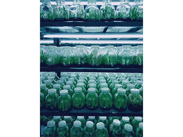 植物粉色APP导航官网入口