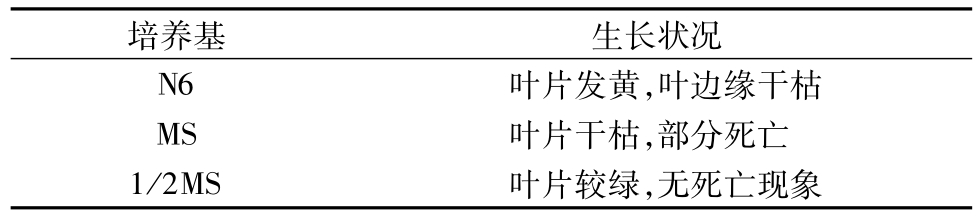 粉色APP导航官网入口架