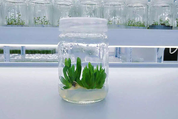 植物粉色APP导航官网入口