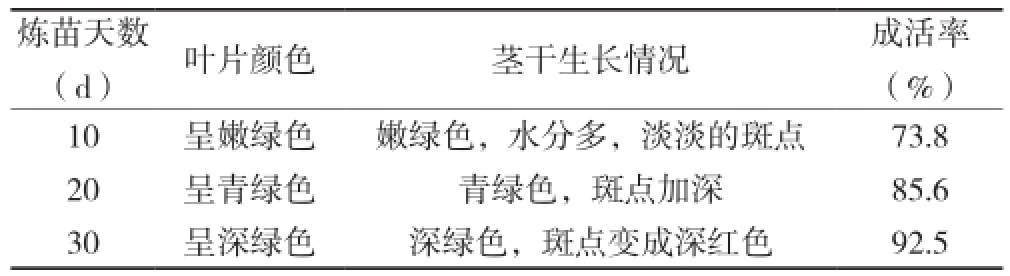 粉色APP导航官网入口室设计