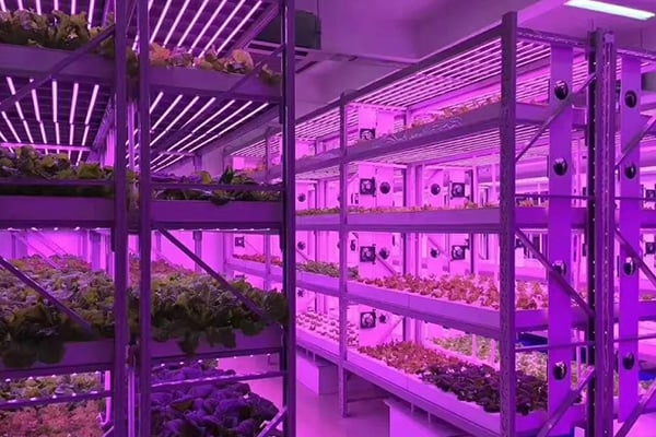 粉色APP导航官网入口