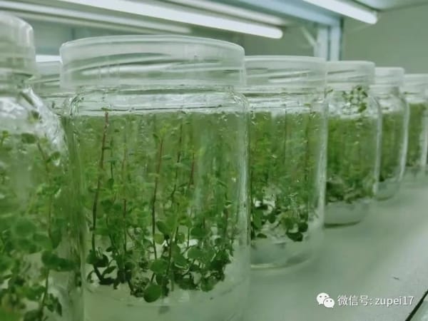 粉色APP导航官网入口