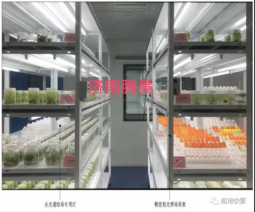 组织培养，粉色APP导航官网入口架，粉色APP导航官网入口疑问