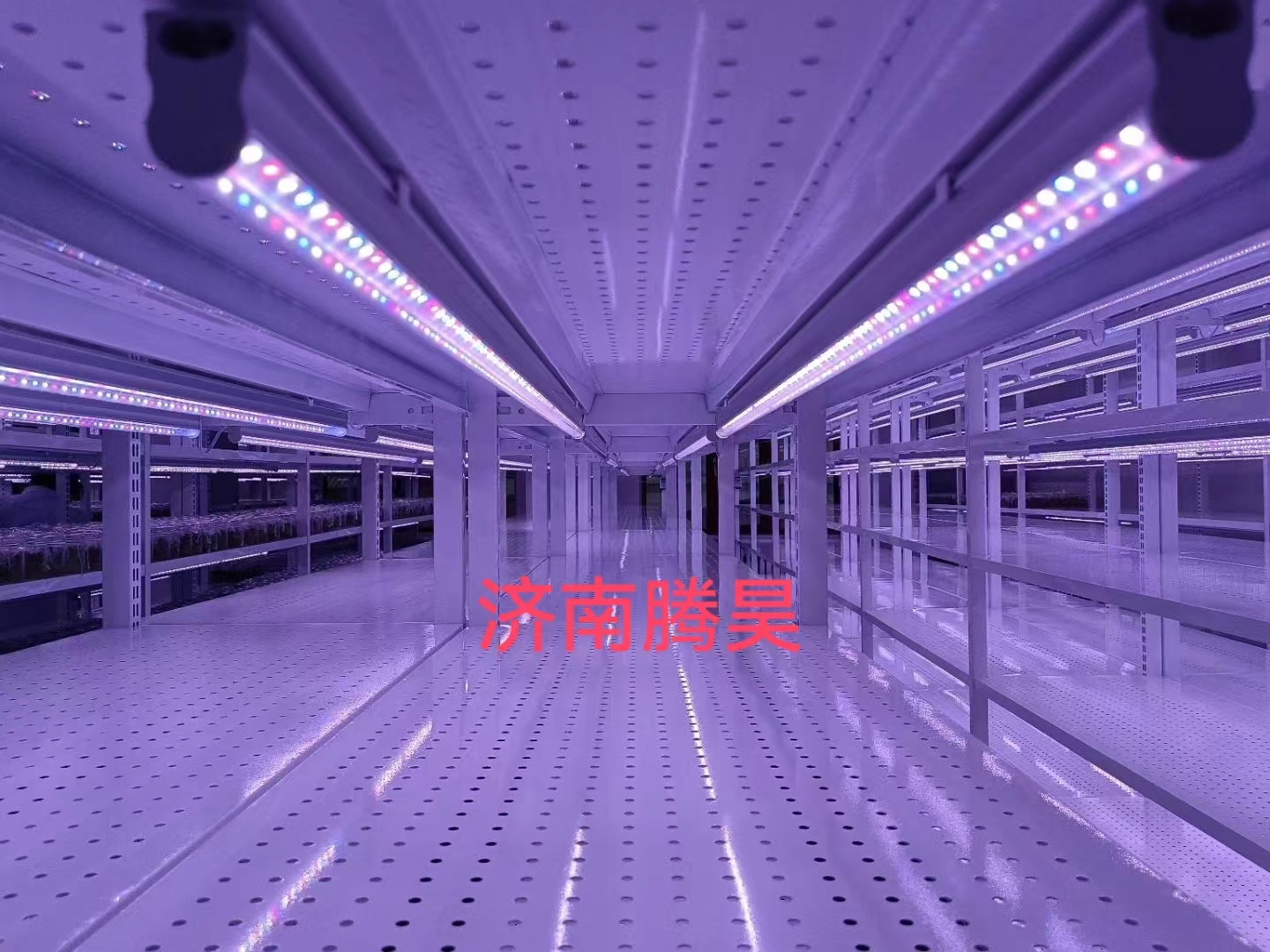 粉色APP导航官网入口架，培养架，光照培养架，粉色APP导航官网入口室设计，粉色APP导航官网入口室无菌净化